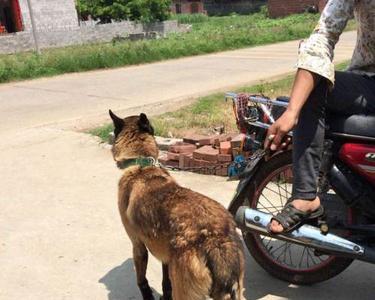 七个月马犬肩高多少