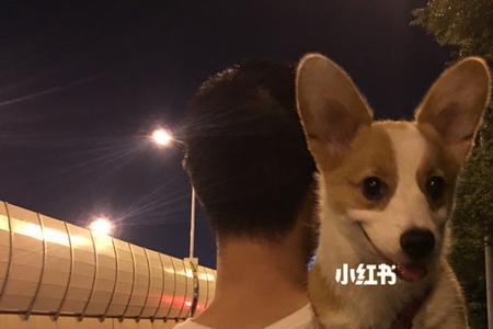 柯基幼犬磨牙期多久