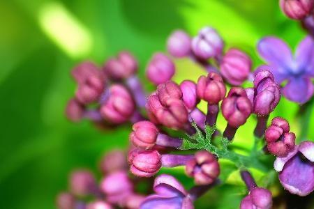 自吐芬芳是什么意思