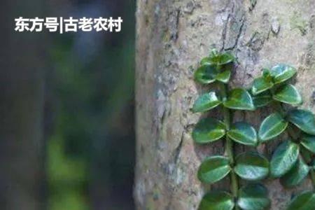 蔓九节是附生植物吗