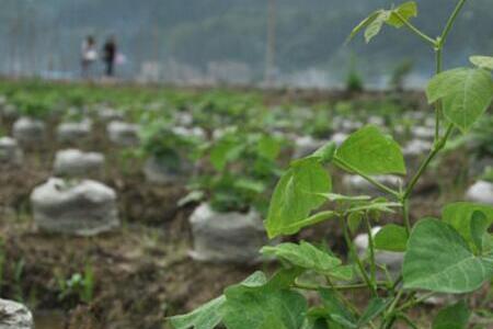 菜市场有葛根卖吗