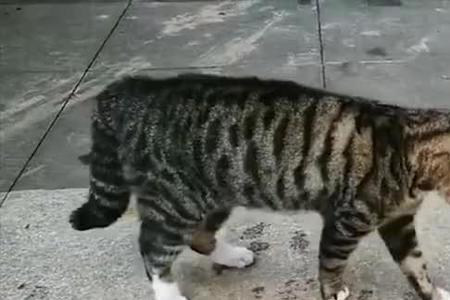 母狸花猫和公橘猫哪个凶