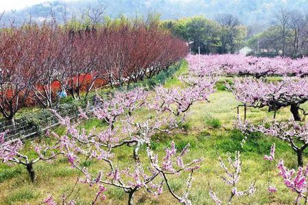 中山公园桃花开了吗银川