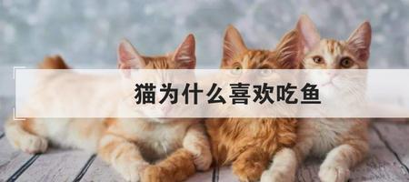 猫为什么喜欢吃鸟