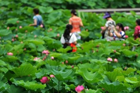 池塘里的荷花密密麻麻怎么钓鱼