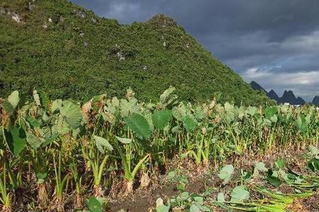 广西荔浦芋头产地排名