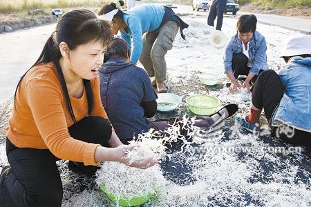 丝丁鱼是银鱼吗