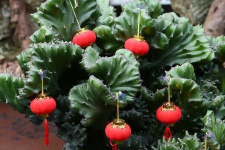 霸王鞭和铁海棠是同一种植物吗