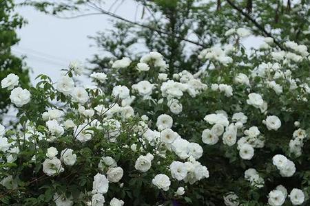 藤冰山雨季怎么养