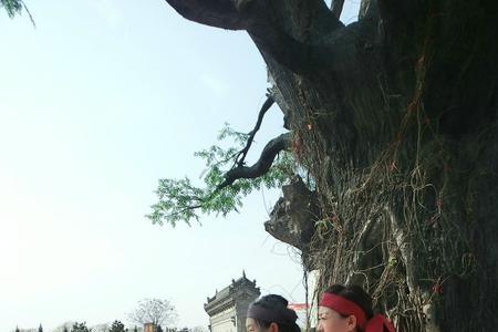 大茴树适宜种植地区