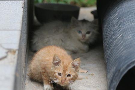 正确抓流浪猫的方法晚上抓