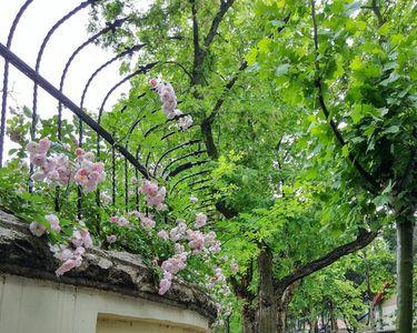 浅夏雨中弥漫着花香什么意思