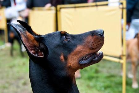 杜宾犬立耳有多高