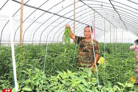 豆角和茄子能在一个棚里种植吗