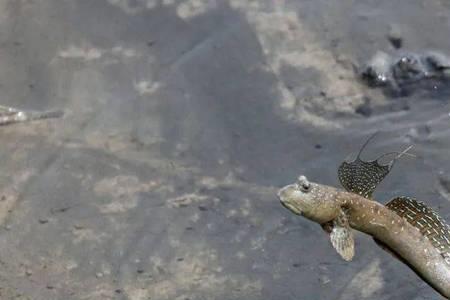 哪些生物生活在岸边