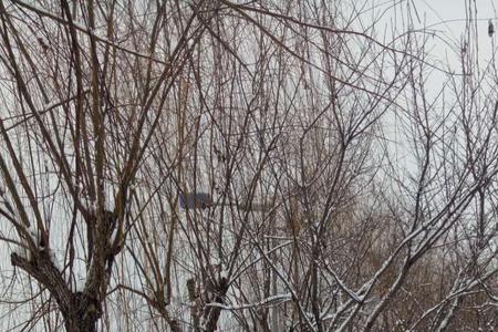 伴雪纷飞是什么意思