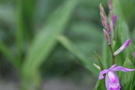 野生白芨一般长在什么地方