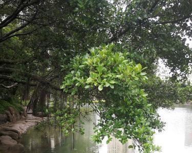 大雨相随的诗句