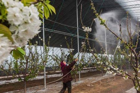 苹果树喷农药一次喷多少树