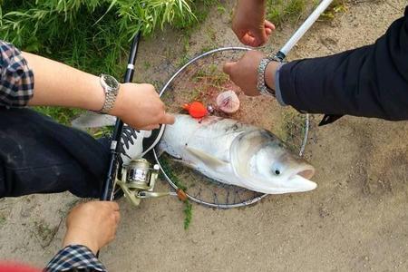 水怪钓鲢鳙怎么能抛到一个地方