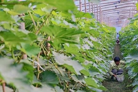 玉菇甜瓜冷棚种植技术