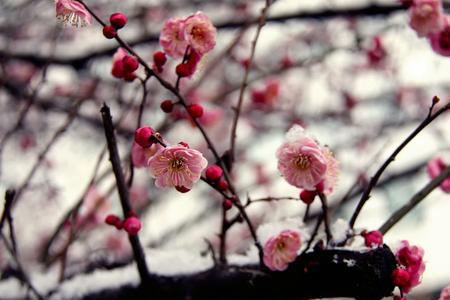 梅花落泪是什么意思