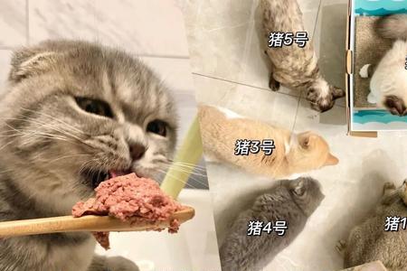 猫咪大乱斗如何快速刷猫罐头