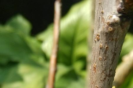 樱桃树栽种多长时间可以发芽