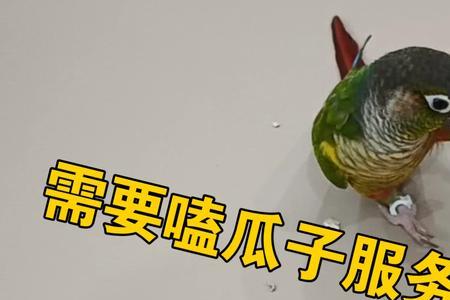 小太阳鹦鹉一天能吃多少颗瓜子