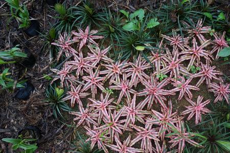 海星花可以水培吗