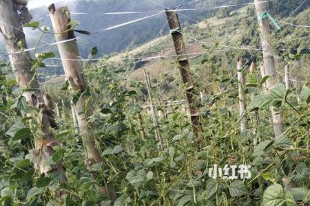 小筋豆的种植方法