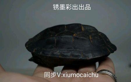 背部有水锈的墨龟好吗