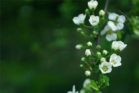 岁月芳菲的意思