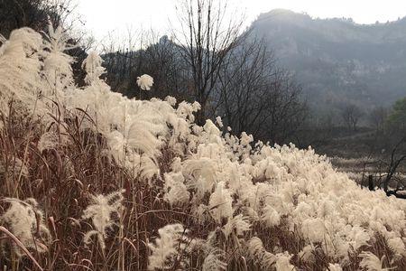 芦花飞着扩句至少扩两处