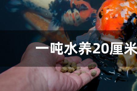 20公分锦鲤多重