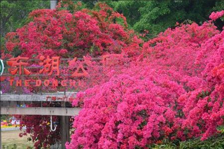 赏花的谜底是什么