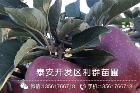 山东泰安的苹果什么时候上市