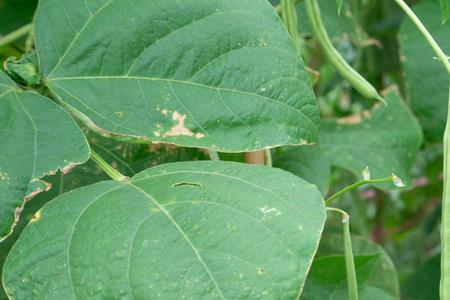 饭豆种植间距多少