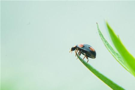 金豆子是害虫还是益虫