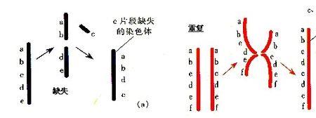 不含同源染色体的时期有哪些