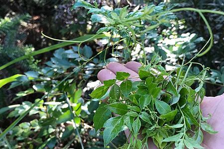 野茶的优缺点