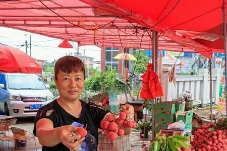 永春状元红荔枝品种