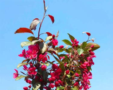 红宝石海棠花期