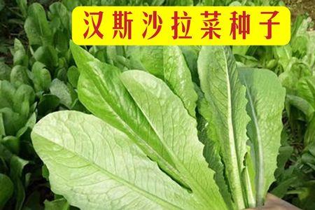 汉斯沙拉菜种植株行距