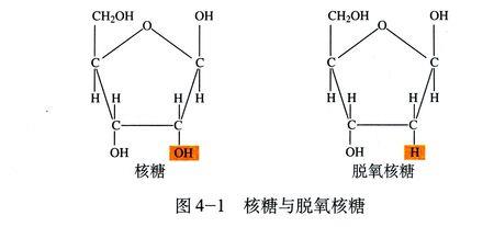 磷酸五碳糖碱基组合叫什么