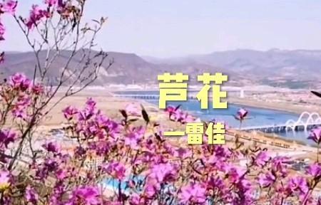 芦花是几级的曲子