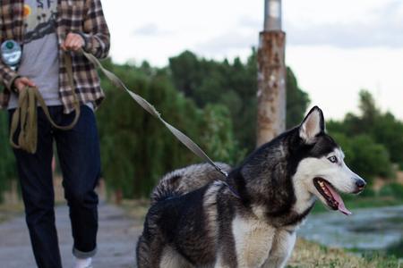 中大型犬什么时候起性子