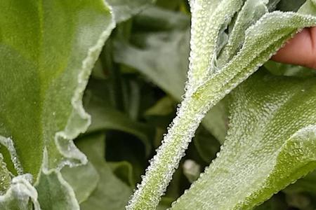 冰菜纸上催芽后怎么播种