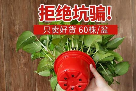 塑料花盆种果树有毒吗