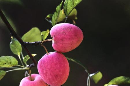 鸡心果能打梳花药吗